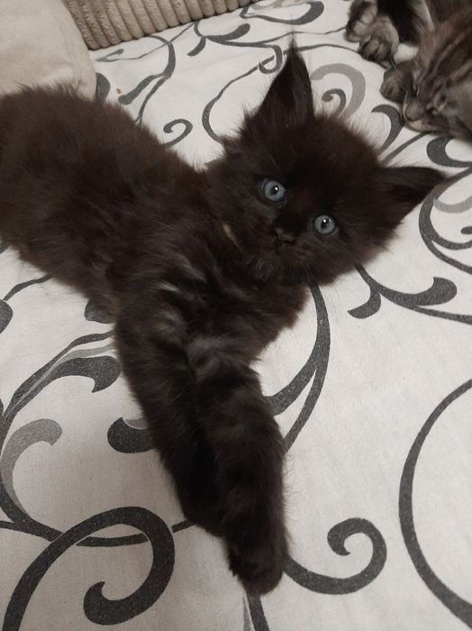 Maine coon Maine coon