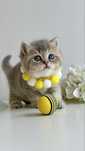 Fetita British Shorthair Minunata !