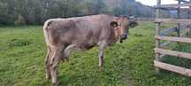 Vacă Brună, 7 ani,  gestanta in luna a 6 a