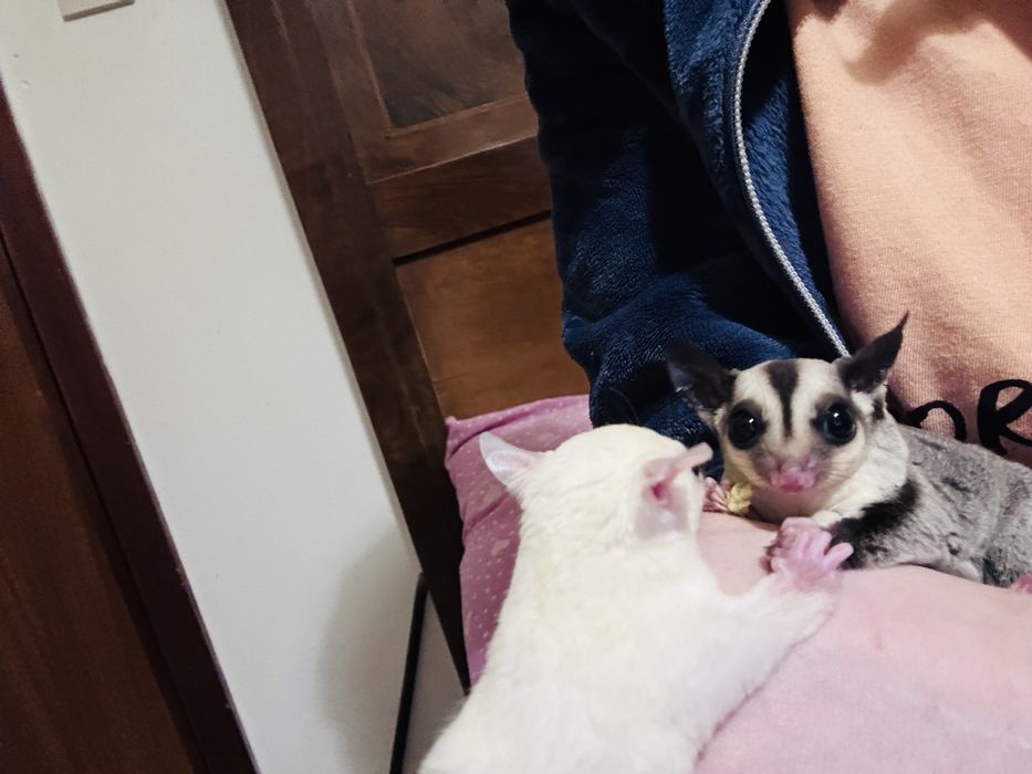 Sugar glider/ veverite zburatoare / petauro dello zucchero