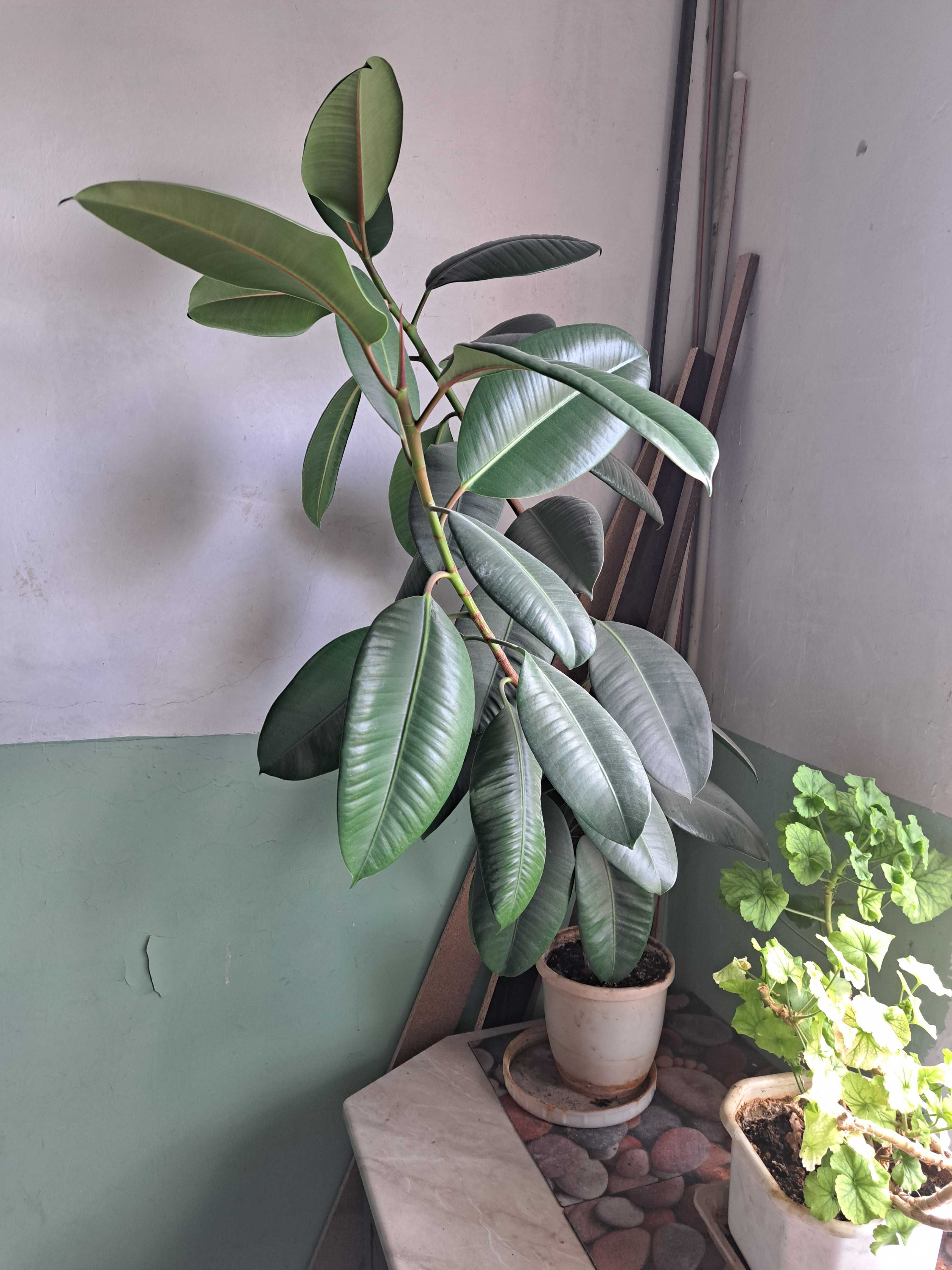 продавам фикус тип Робуста ,130 см.,две разклонения,саксия.