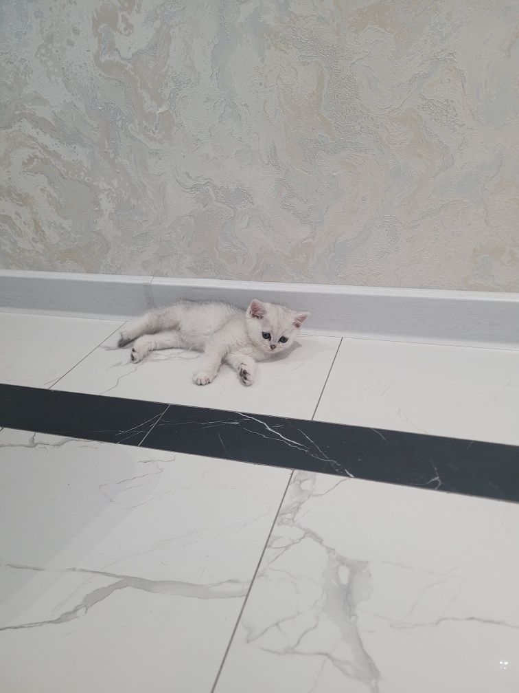 Продаётся кошки не дорого
