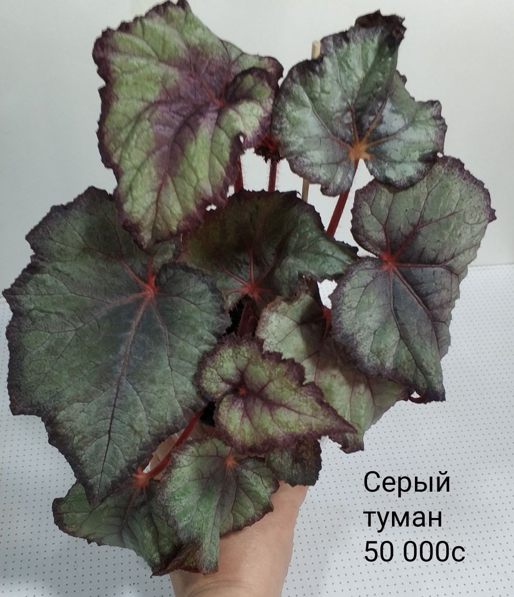Цветы для экоуголков.