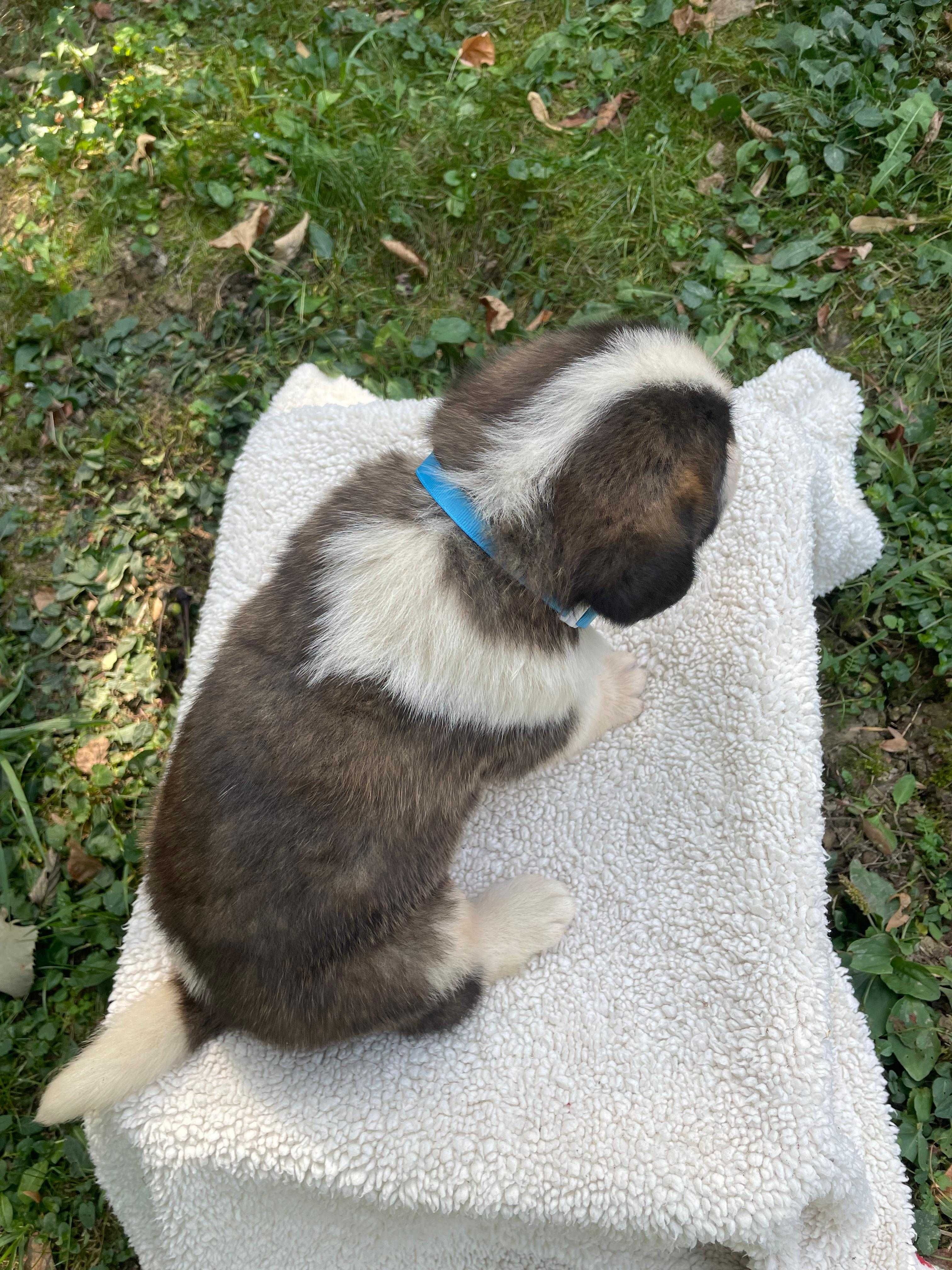 Mascul Saint Bernard