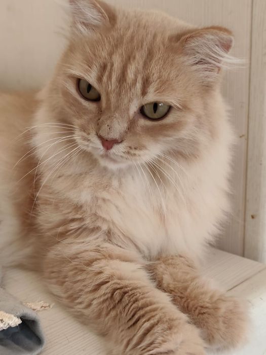 Алиса 2 года стирилезованая .