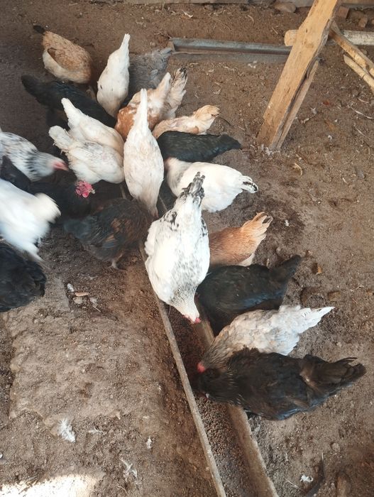 Domashni tovuq  sotiladi