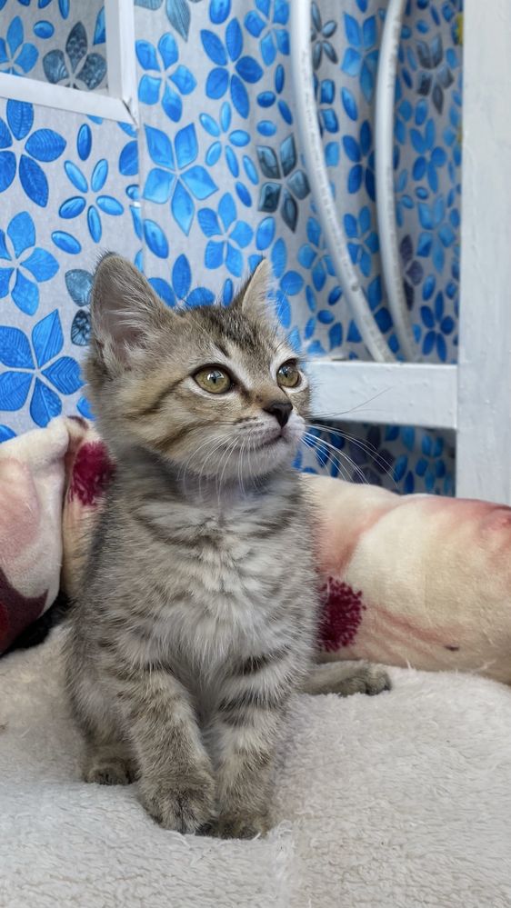 Котенок ищет дом