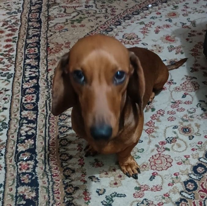 Ищем девочку для вязки