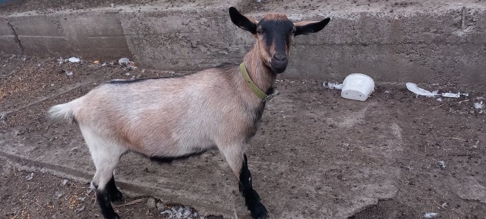 Țap origine sannen și ieduta