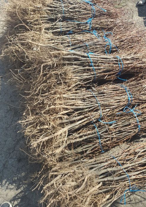 puieți de salcâm pentru împădurirea terenurilor degradate, agricole