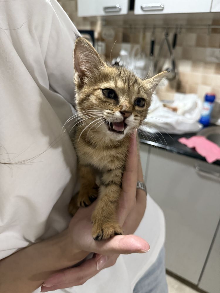 Кошка, отдам даром