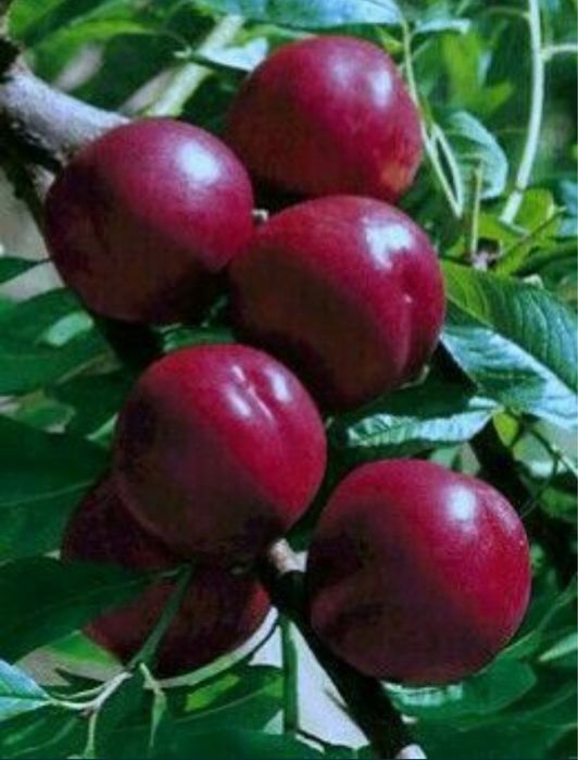 Nectarin sanguine soiri premium