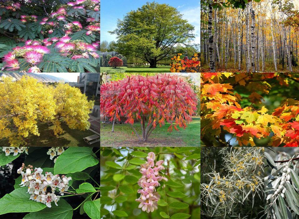 Seminte Albizia Frasin Artar Otetar Salcamroz Platan Mesteacan Tei Pin