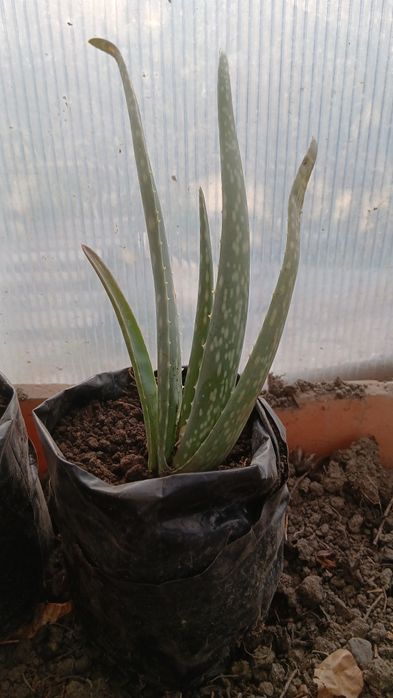 Алое вера лечебный