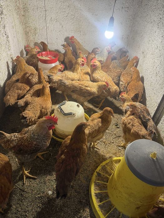 Cocosi si Puicute de vanzare