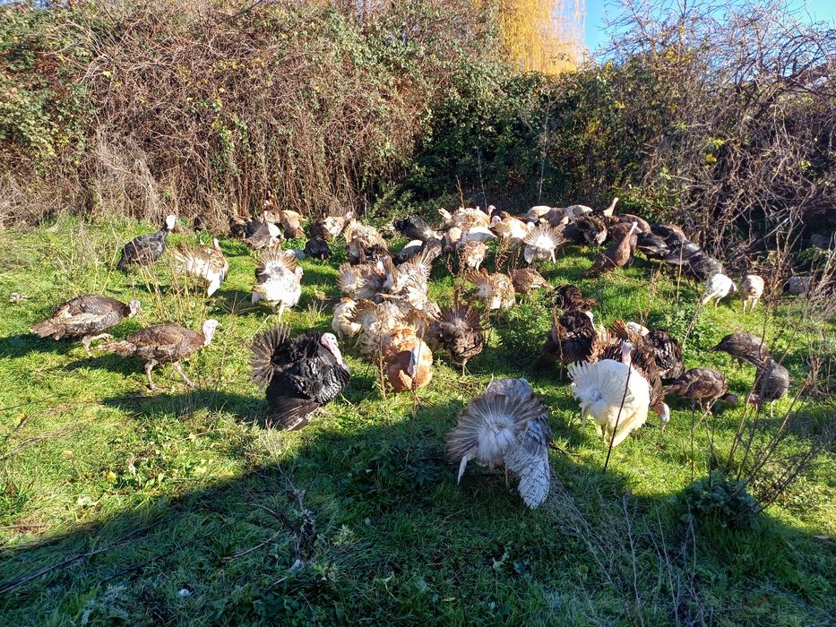 Продавам домашни пуйки