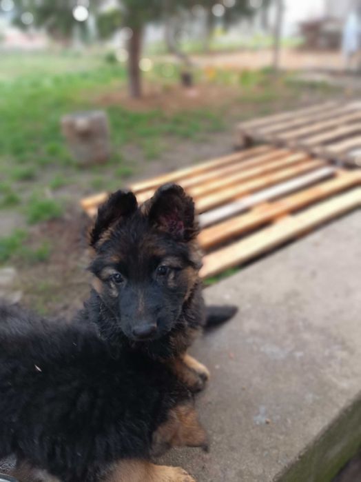 Немски овчарки дългокосмести