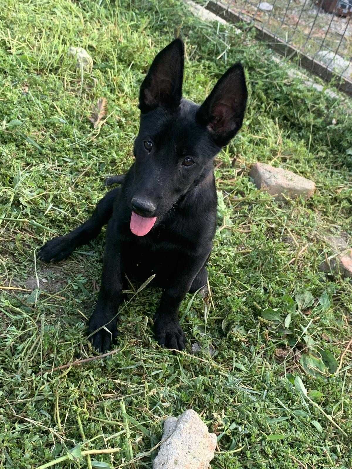 Femala Ciobanesc Belgian Malinois