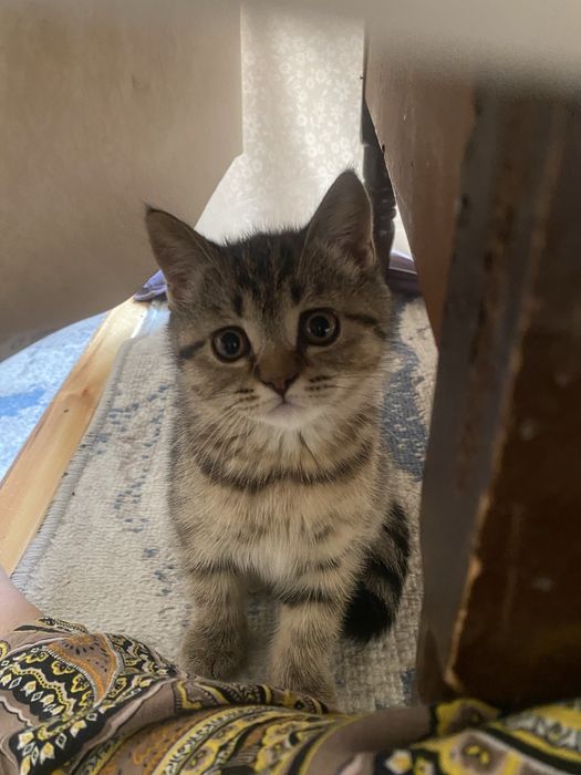 Мушук жуда яхши ойинкаро