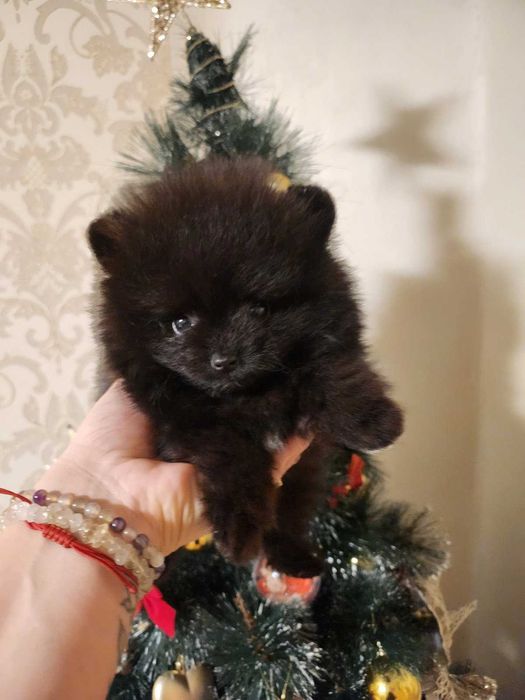 Черен померан момче