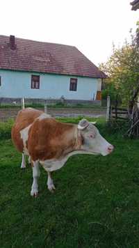 Vând vacă, bălțată românească