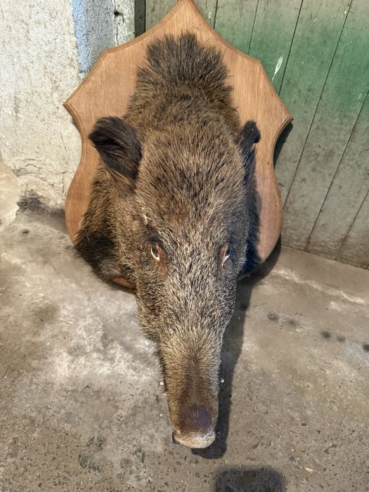 Продавам препарирано диво прасе