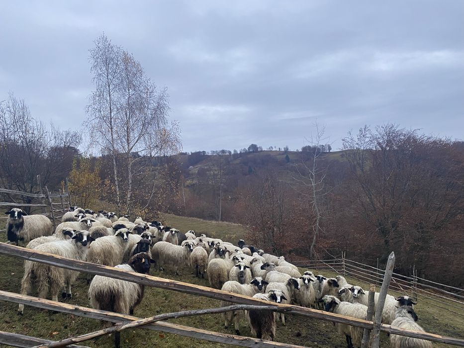 Se vinde oi si capre