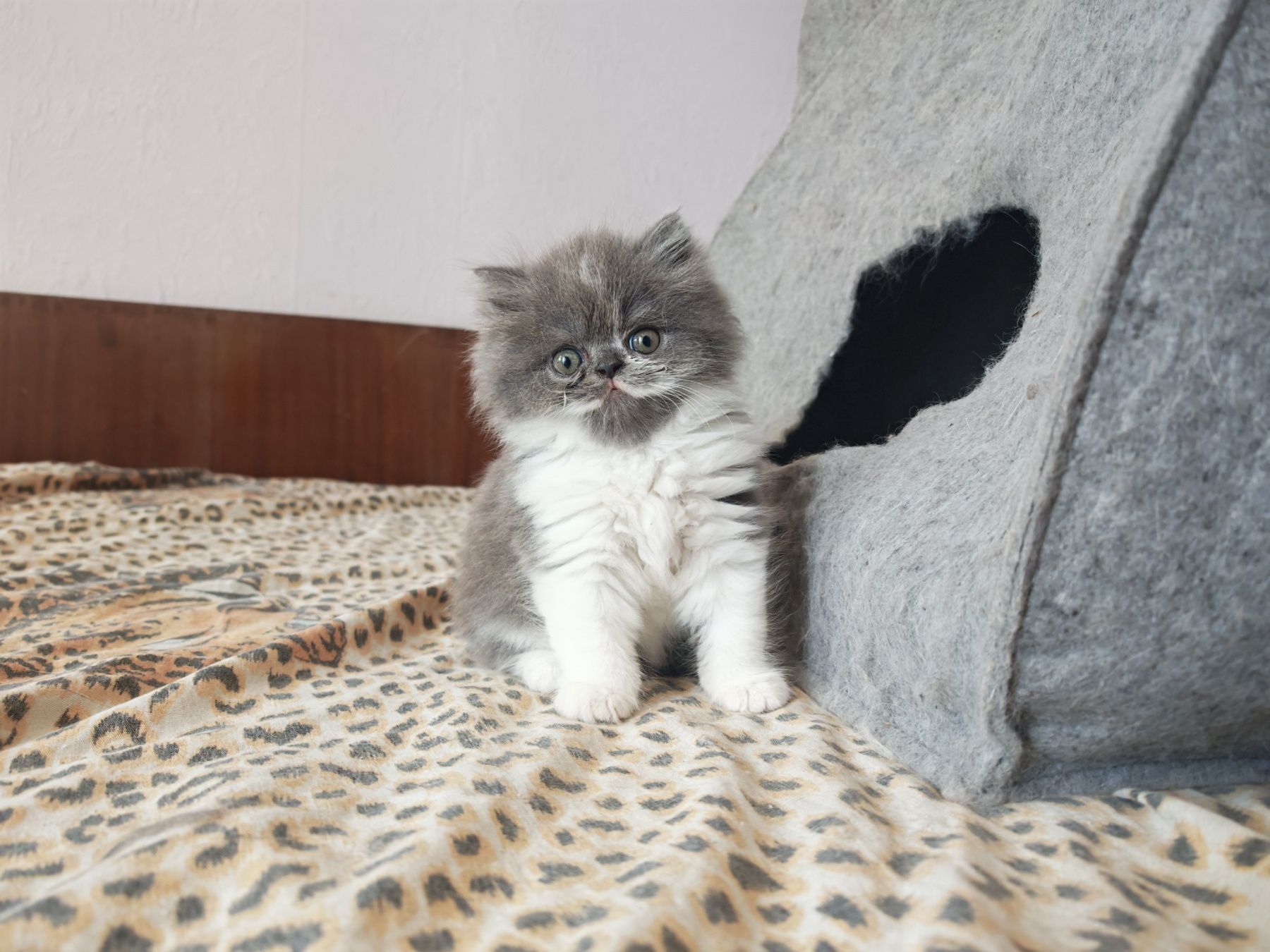Породисти персийски котенца