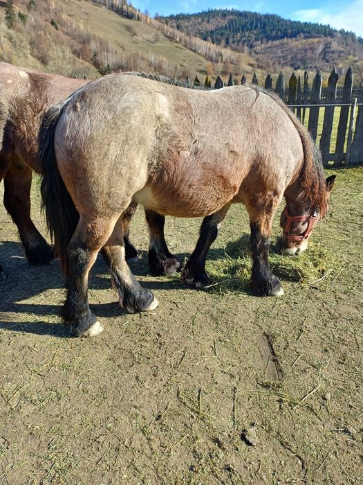 Manji / armasari 4 bucati