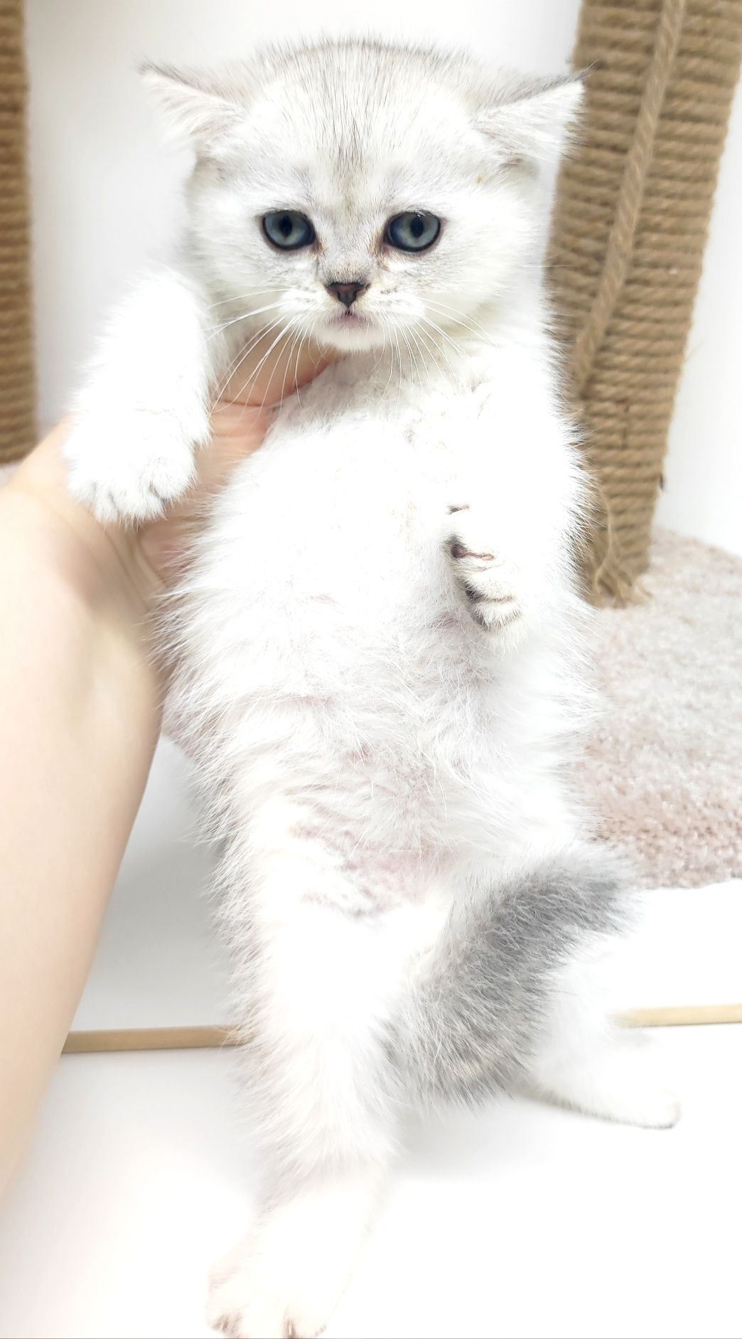 Британские котята