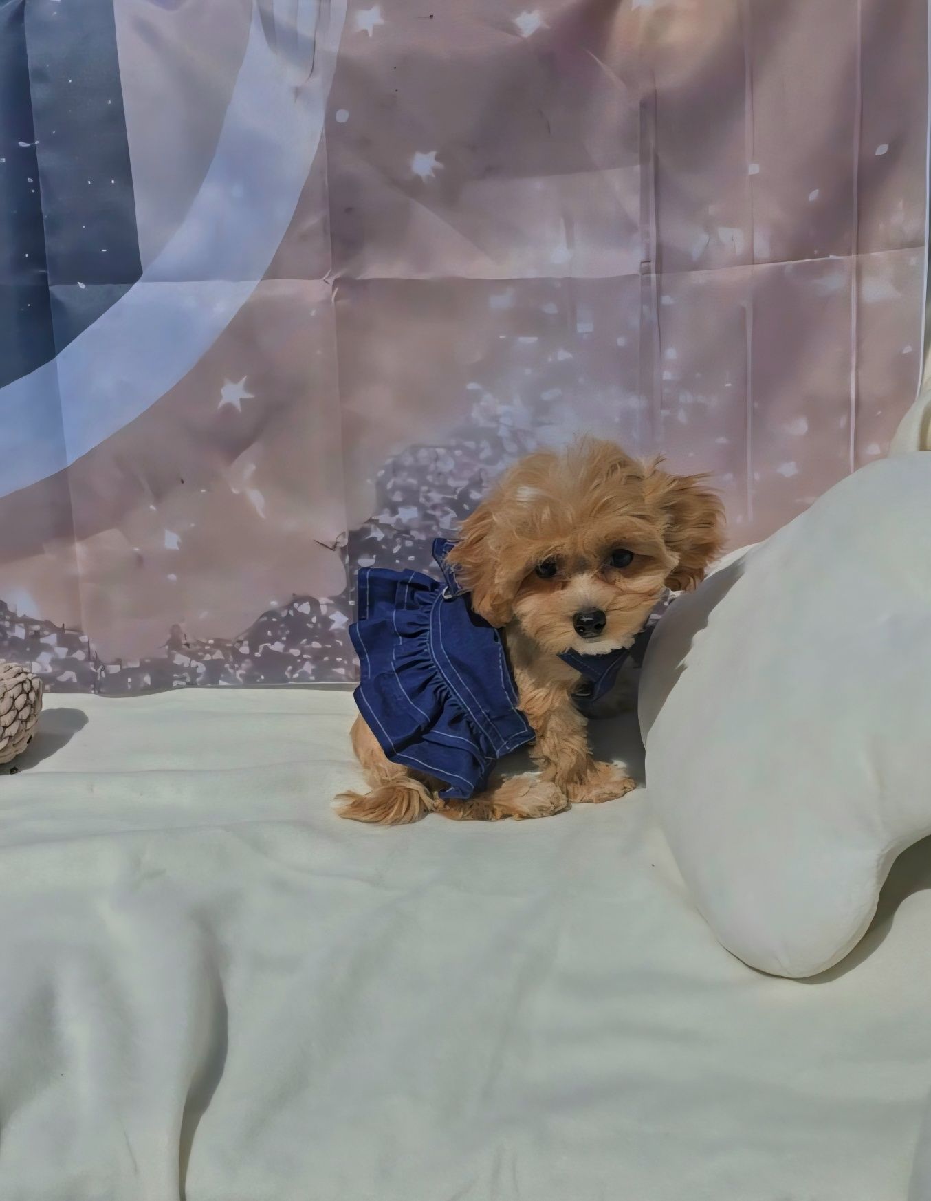 Малтипу 3 месеца, maltipoo