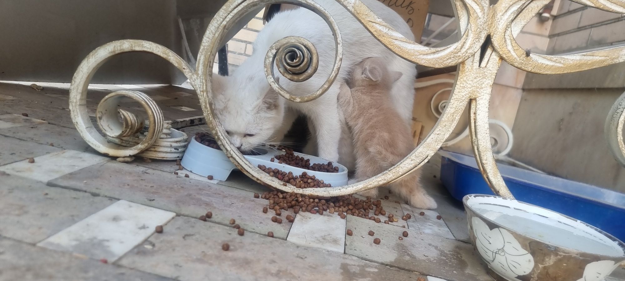 Котята продаются