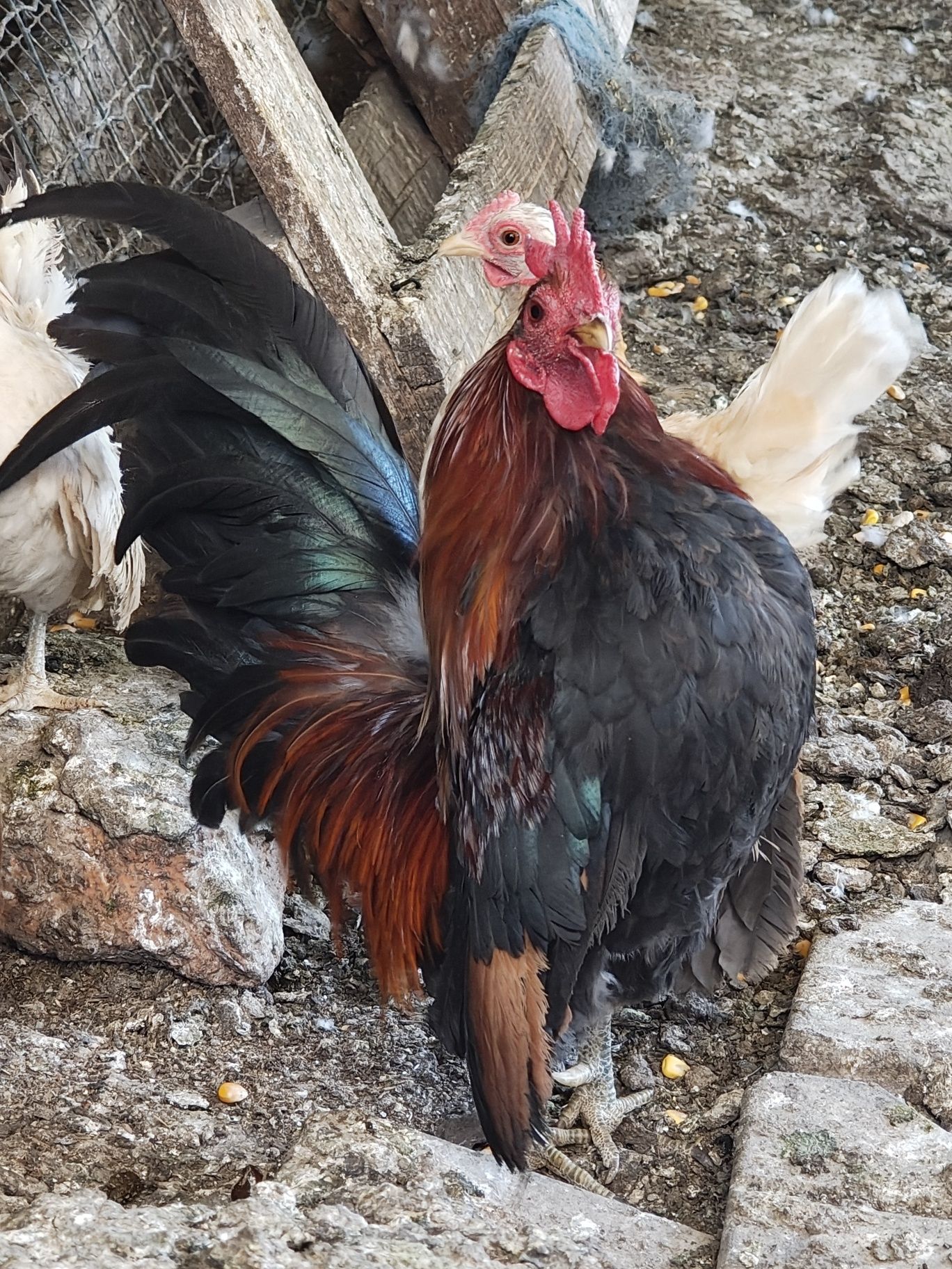 Vând găinuțe serama