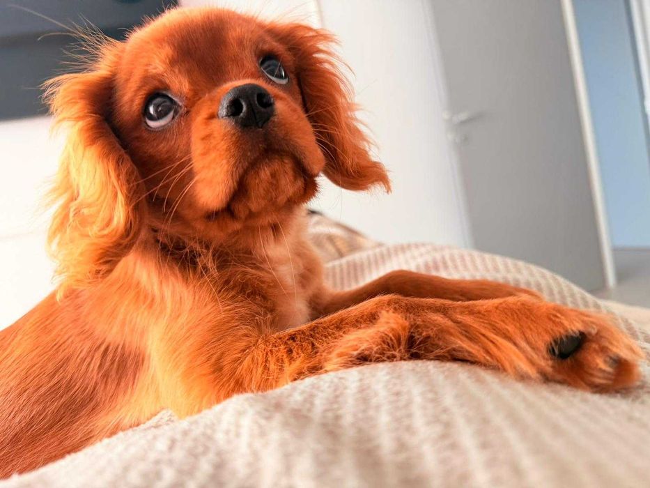 Cavalier King Charles Spaniel