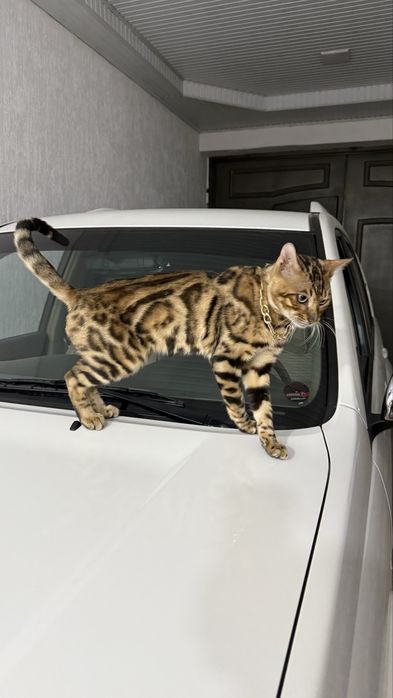 Mushuk bengalskiy