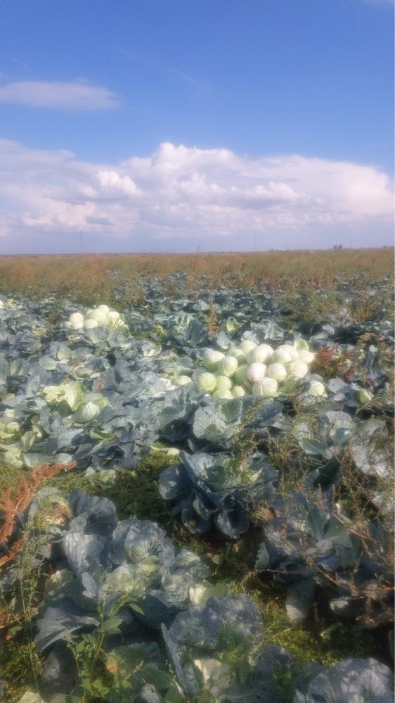Продам капусту с поля
