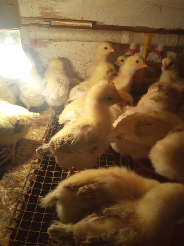 Продам цыплят от домашних курей разных пород возраст 14 дней