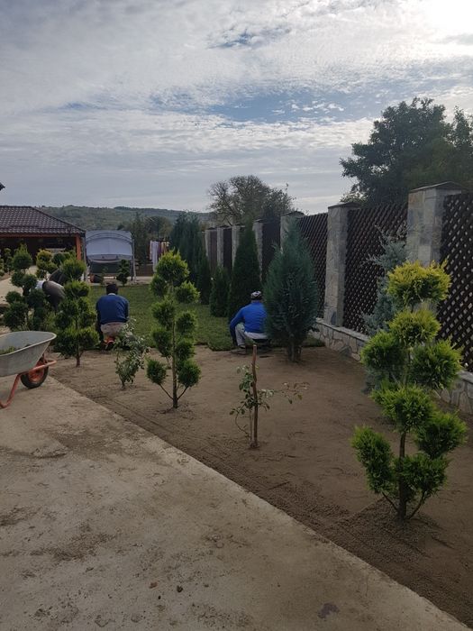 Plante ornamentale preturi de producator pepeniera propie