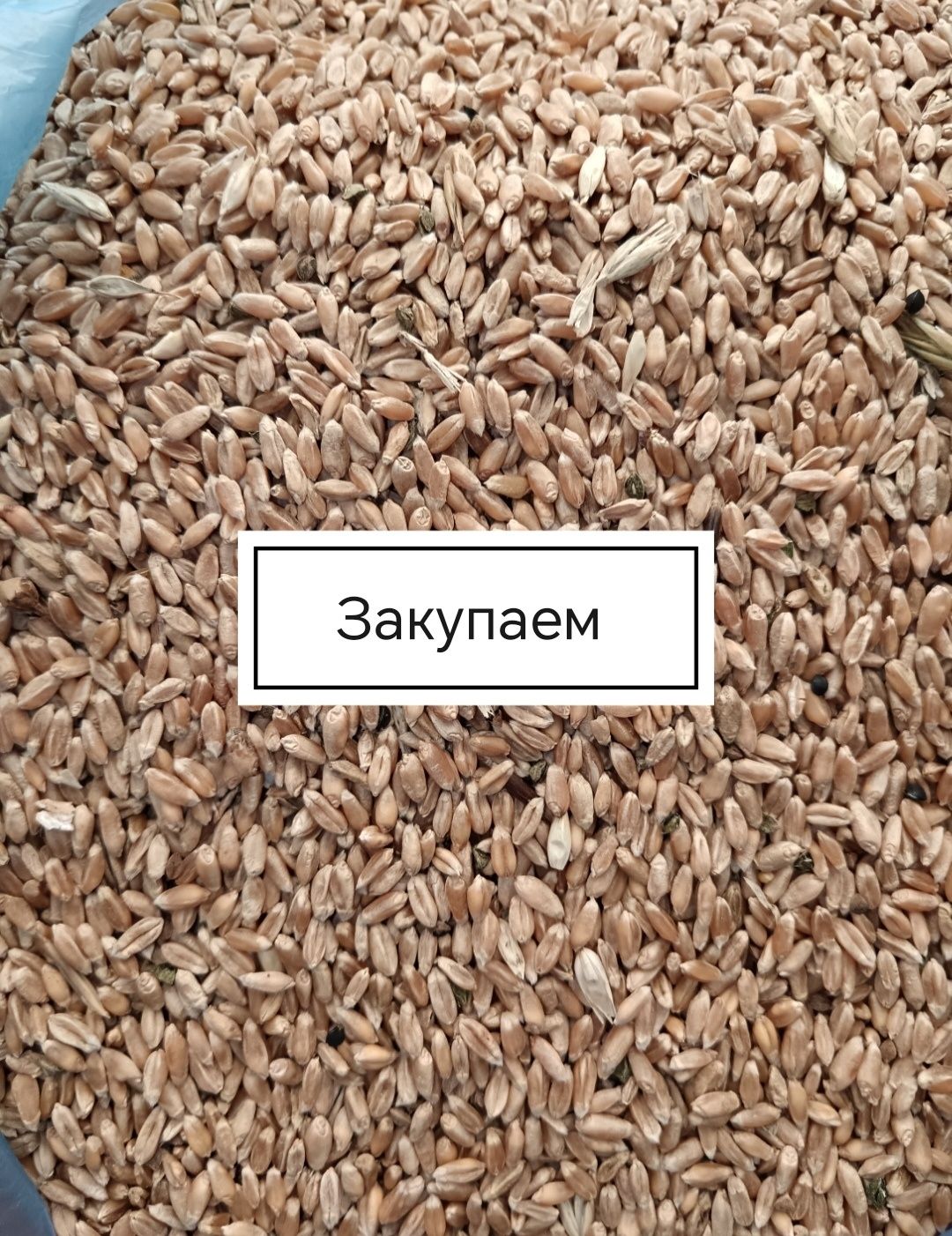 Закупаем чечевицу Красную, Зелёную, Сафлор, Пшеницу и Ячмень!
