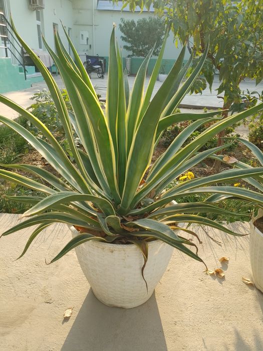 Агава Американская (растение)