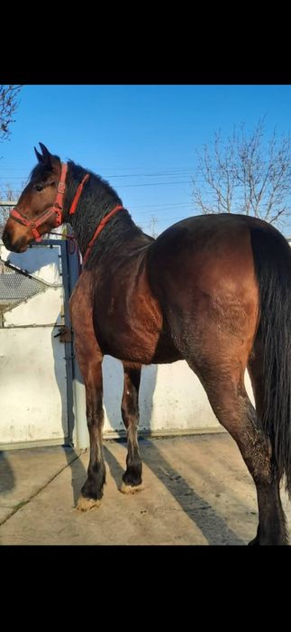 Vând pereche de mânji