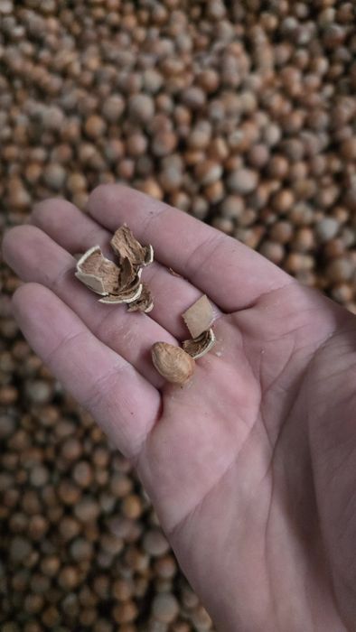 Лешници лично производство