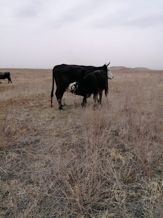 Продам корову с теленком