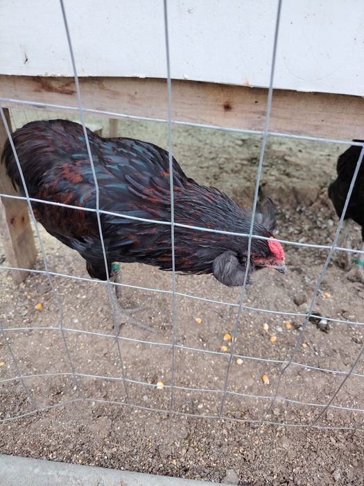 Cocosi Araucana sau 1+1