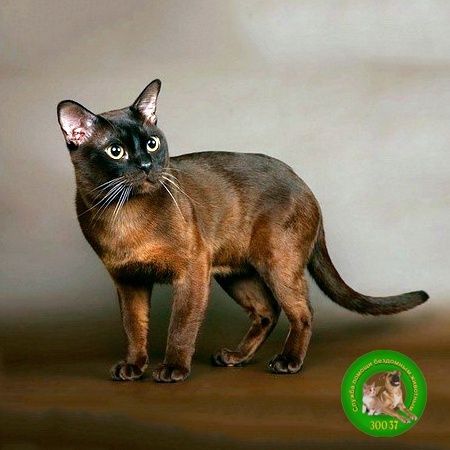Продам кота и кошку
