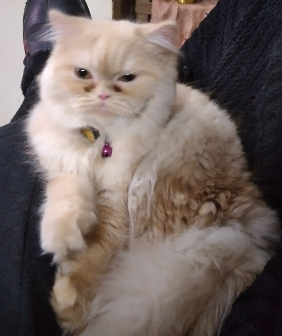 Кошечка скотиш страйт