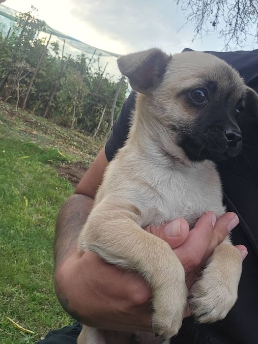 Чихуахуа момченце