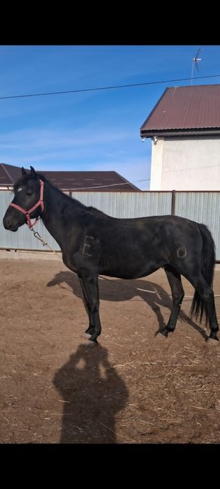 Айғыр сатылады мінгі