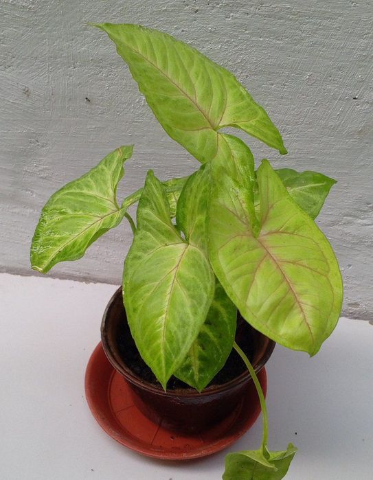 Сингониум Голден Аллюжен. Цветы для дома и офиса.