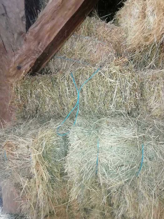 Vand 1200 baloti de fan , o parte din ei au si lucerna in ei.